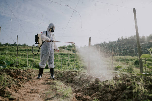 Best Affordable Pest Control Services  in Talpa, NM