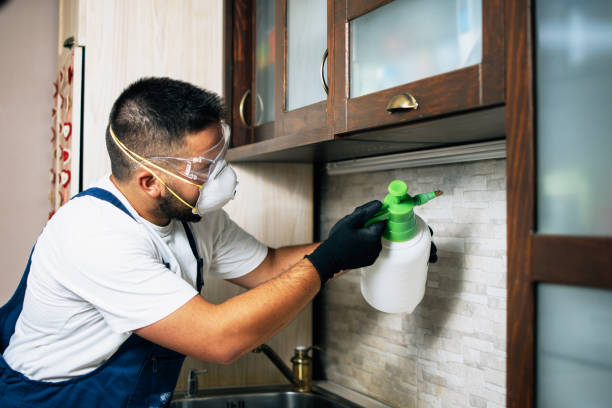 Best Flea Control Services  in Talpa, NM