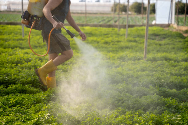 Best Pest Prevention Services  in Talpa, NM