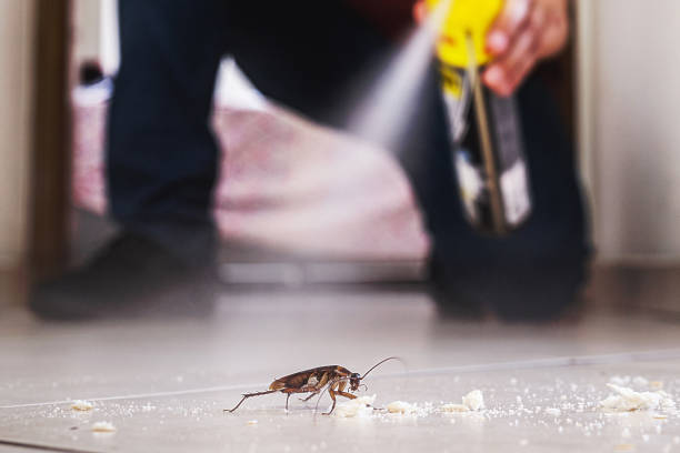 Best Insect Control  in Talpa, NM