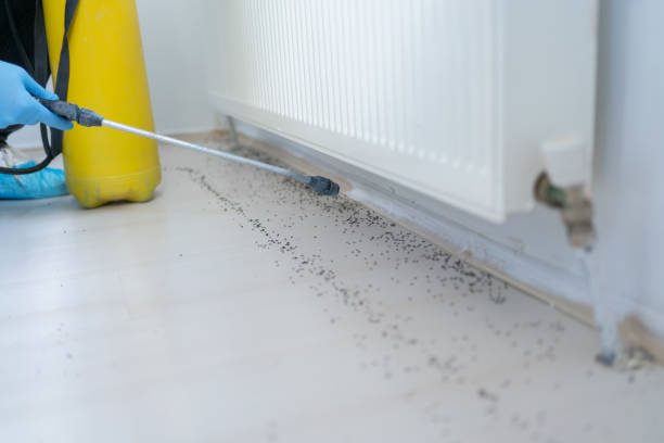 Best Ant Control Services  in Talpa, NM